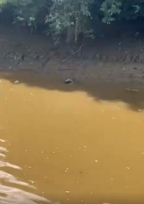 鳄鱼吃人了，几天了才找到