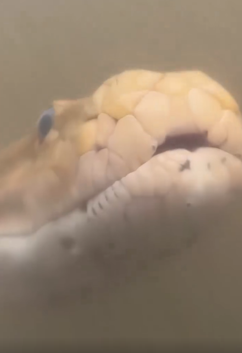 这么大的蛇太吓人了