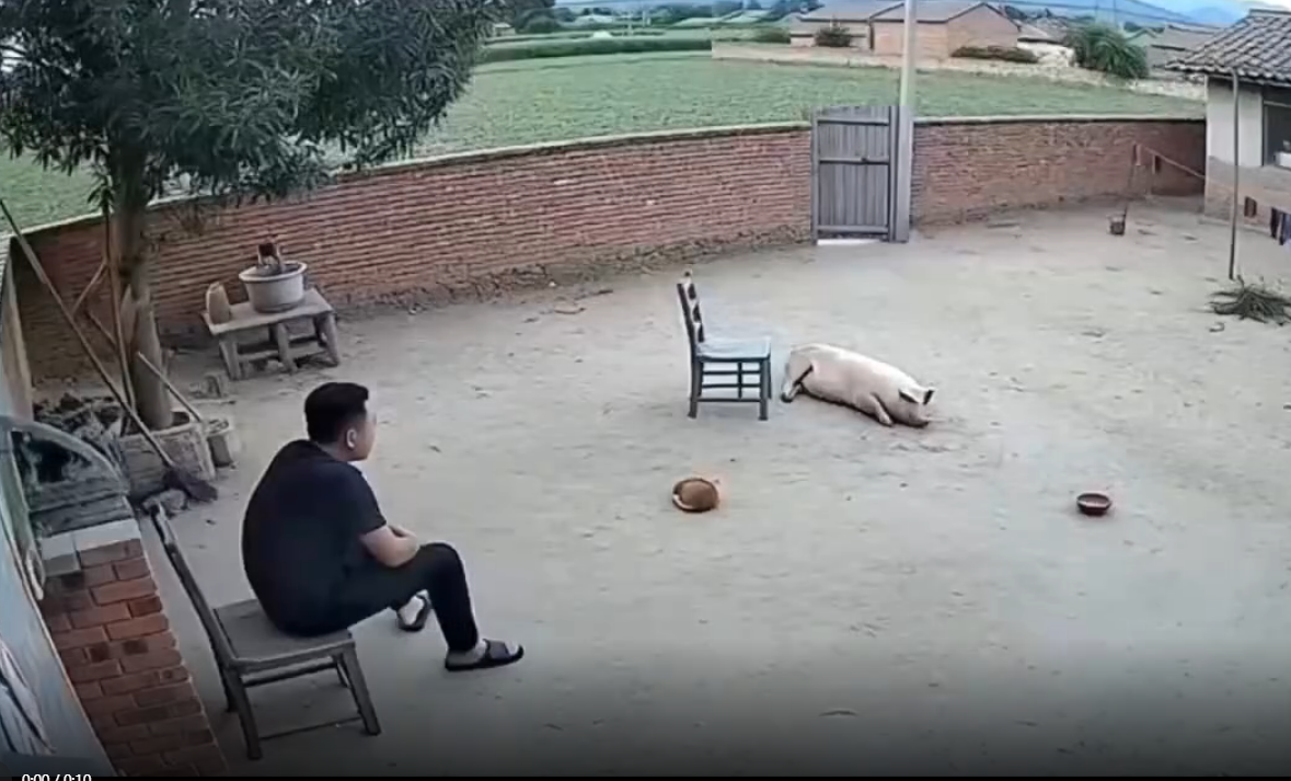 这是渡劫失败了？