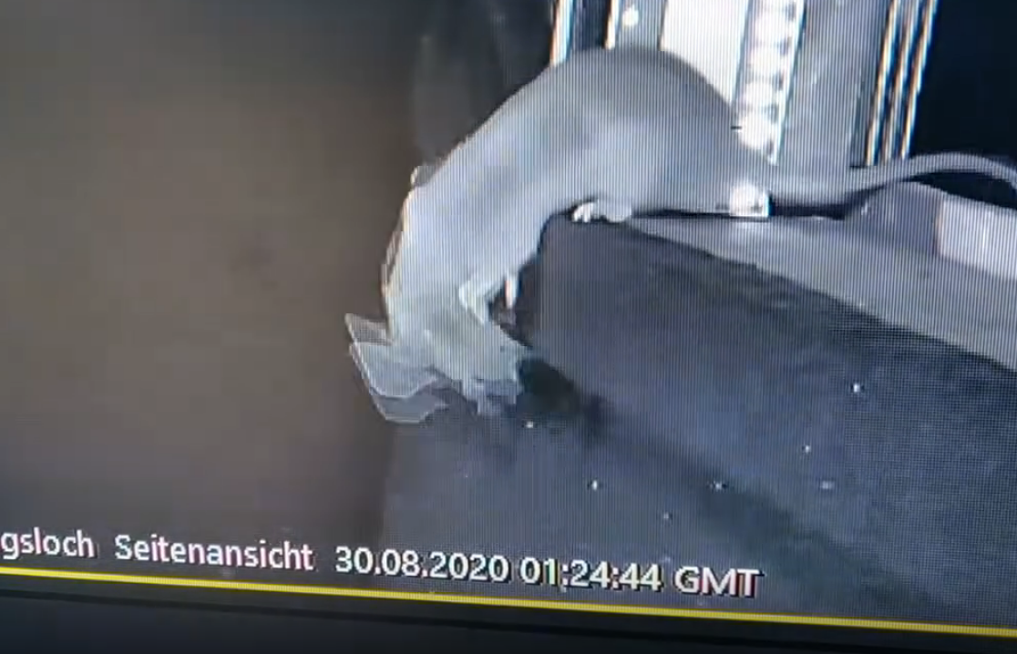 老鼠抓蝙蝠瞬间