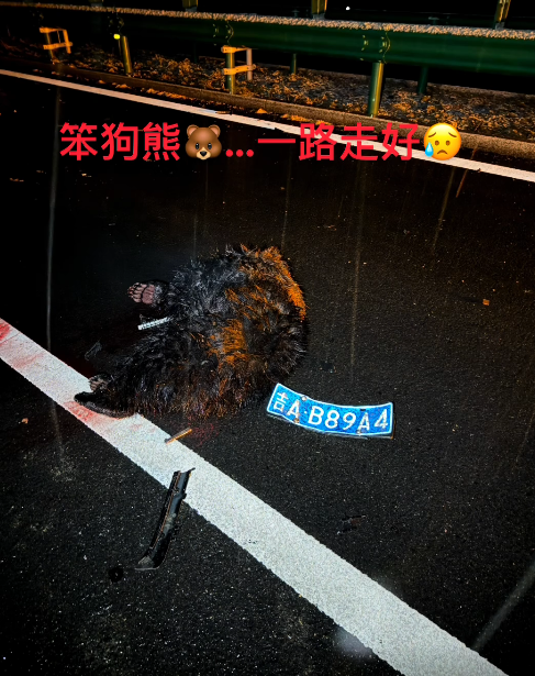 野熊误闯高速路，当场被撞死