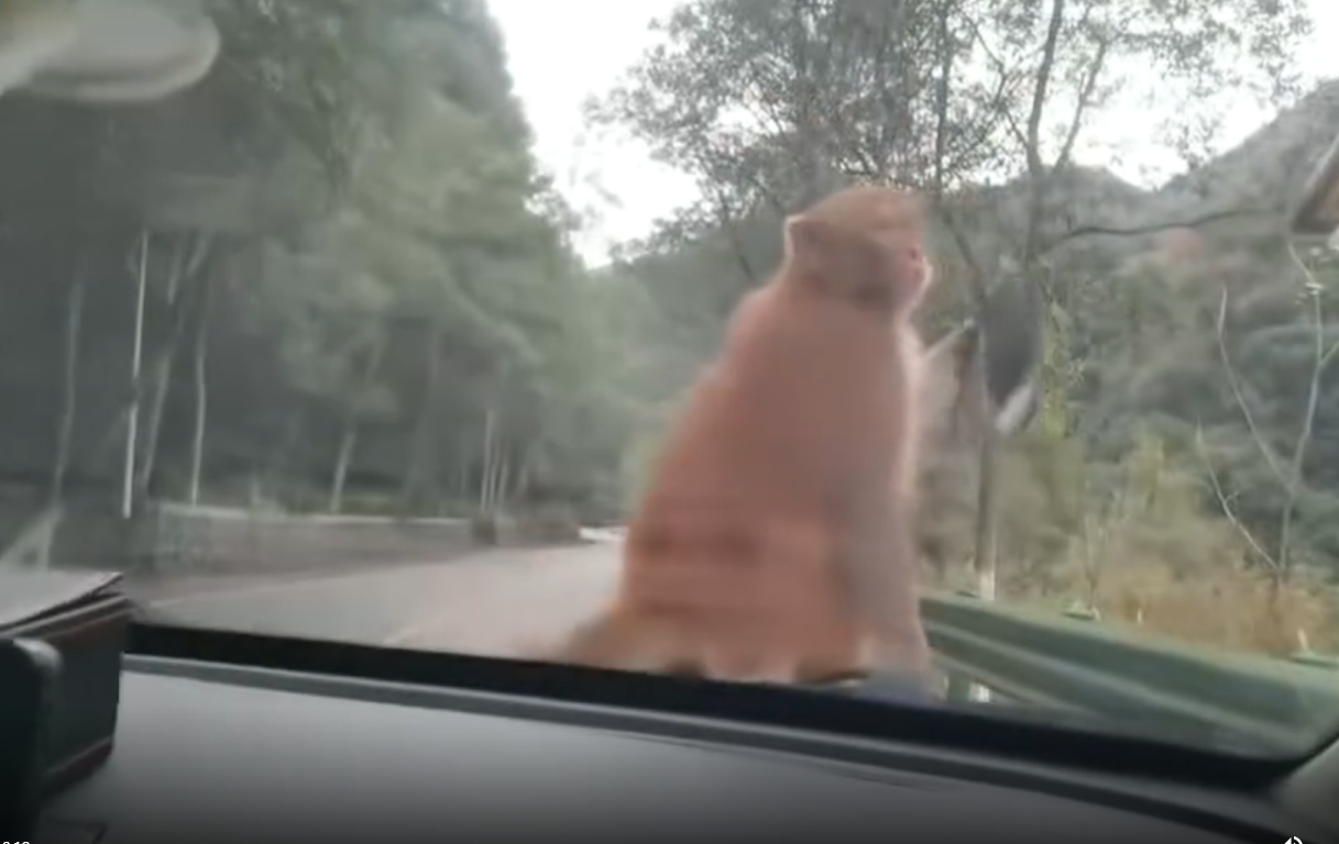 大师兄把后视镜给掰走了