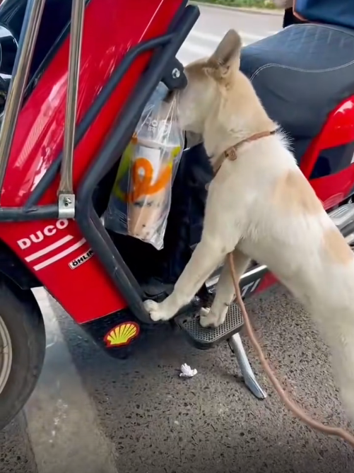 喂，小姐姐，你的奶茶被狗喝了