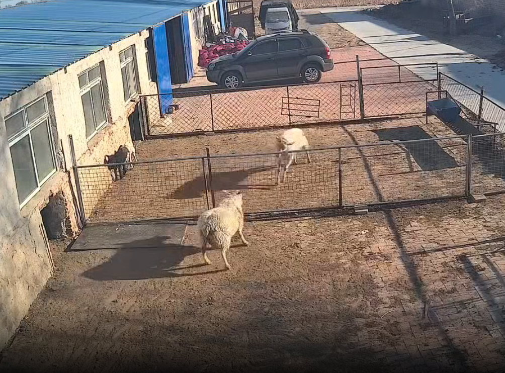 这羊是闲的，隔开还要打架