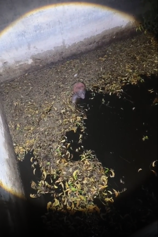 小偷被抓，被迫跳下粪坑