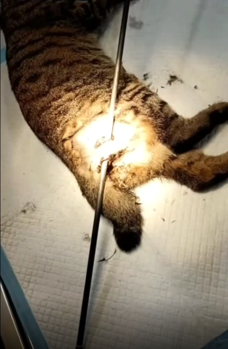 一男子手持弓箭射杀小猫2