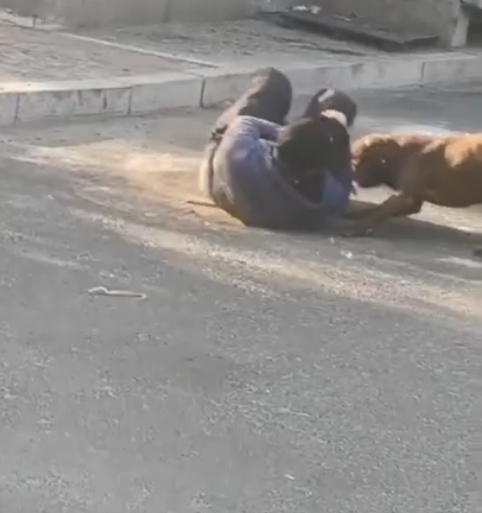 烈犬咬人，主人拉都拉不住