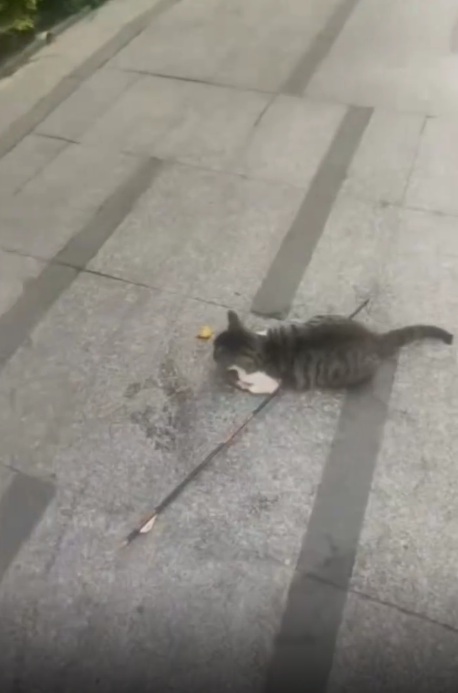 一男子手持弓箭射杀小猫1