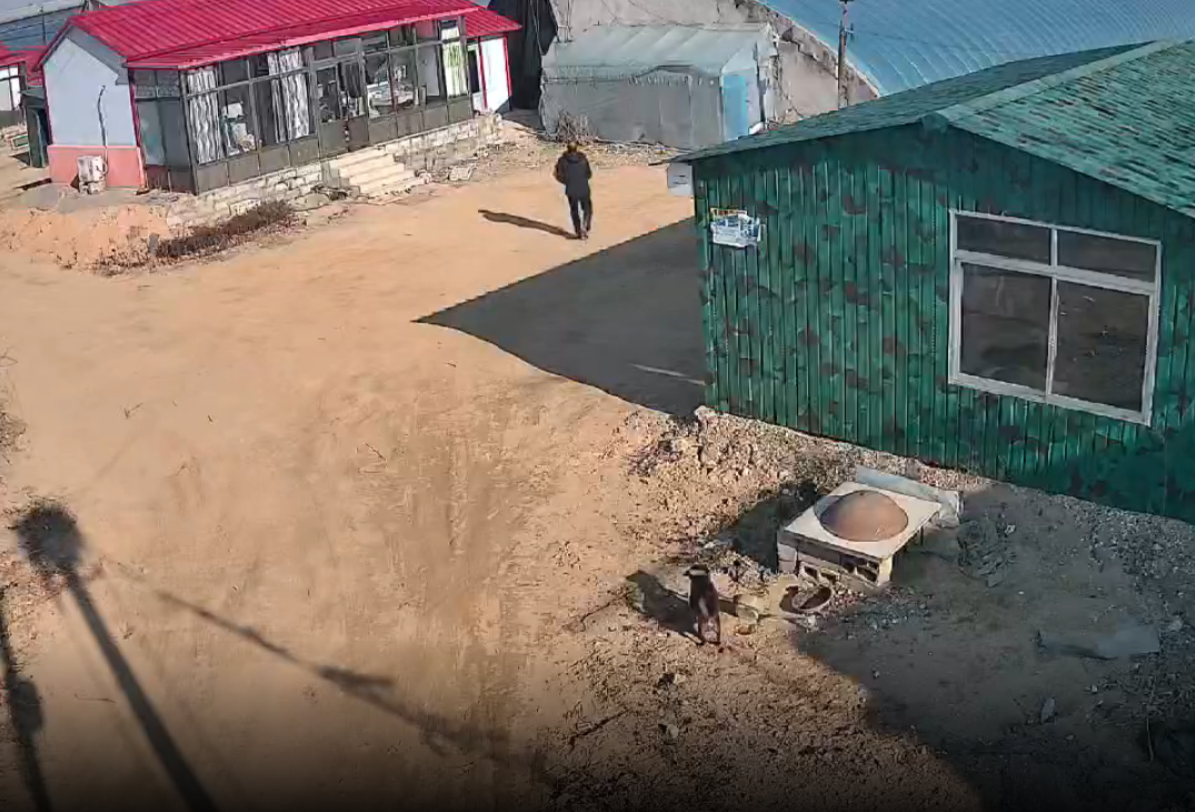 坏老头拿弹弓打别人小狗