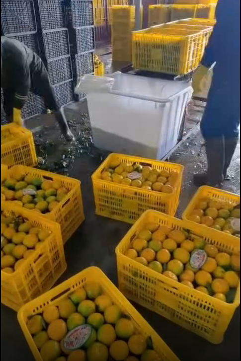 水果泡药，现在的人啊，不怕绝后吗？