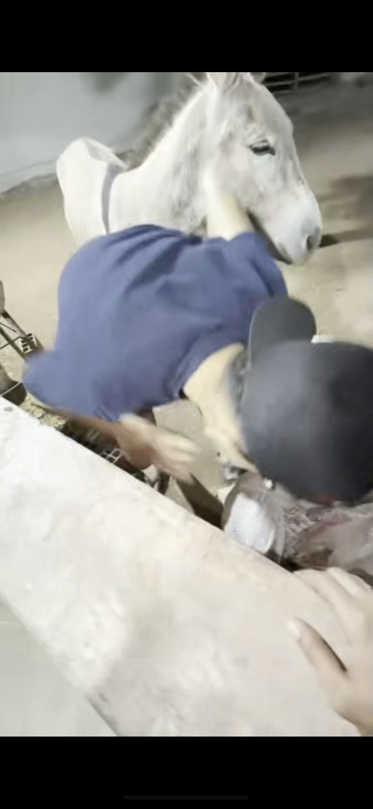 一只发情驴