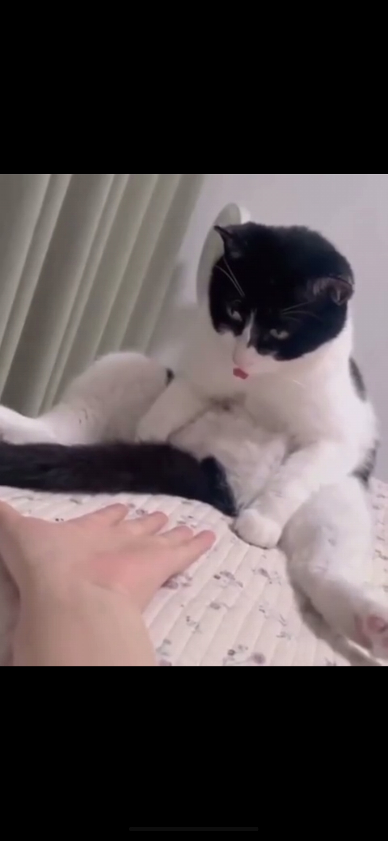 这猫成精了？